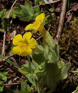 Erythranthe moschata