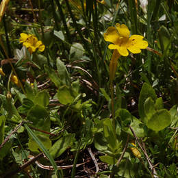 Erythranthe primuloides