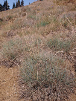 Festuca roemeri