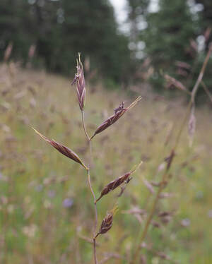 Festuca subulata (Bearded fescue)