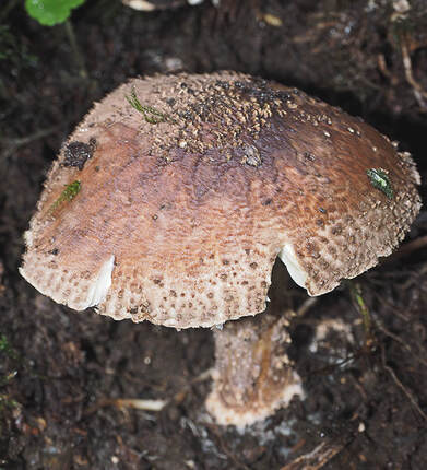 Suillus ponderosus (Heavy bolete)