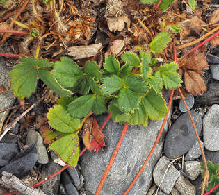 Fragaria virginiana ssp. glauca 