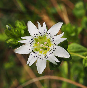 Gentiana douglasiana (Swamp gentian))