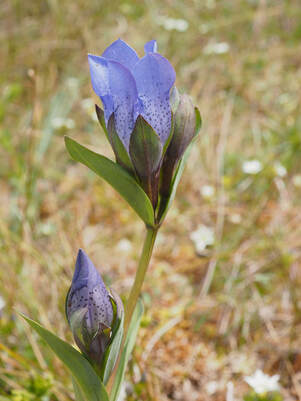 Gentiana sceptrum (King's gentian)