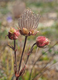 Adenocaulon bicolor