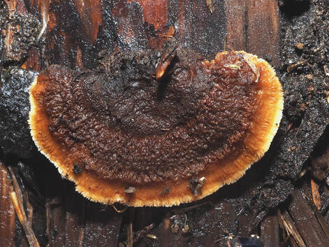 Gloeophyllum sepiarium  (Conifer mazegill) 