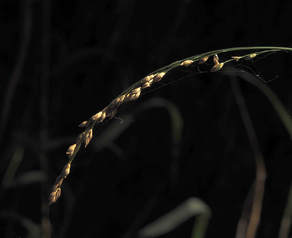 Glyceria elata