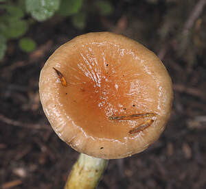 Gomphidius oregonensis (Insidious gomphidius) 