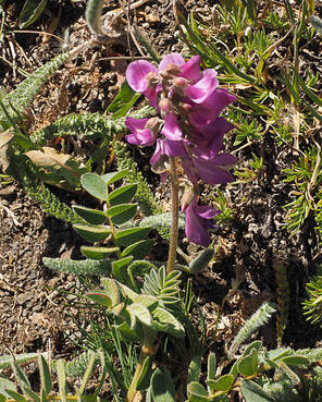 Hedysarum occidentale