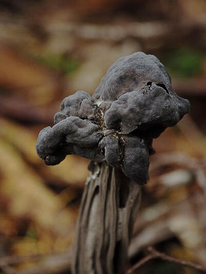 Helvella lucunosa (Fluted back elfin saddle)