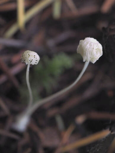 Hemimycena delectabilis