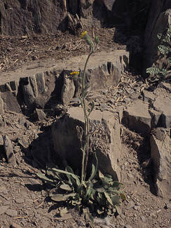 Hieracium triste (Alpine hawkweed) 