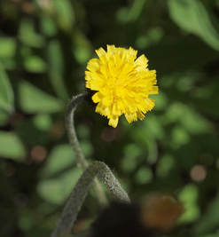 Hieracium triste