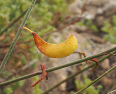 Hoffmannseggia microphylla