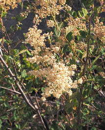 Agoseris aurantiaca var. aurantiaca