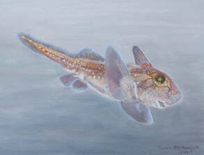 Spotted Ratfish (Hydrolagus colliei