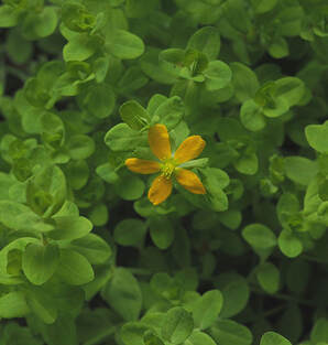 Hypericum anagalloides (Tinker's penny) 