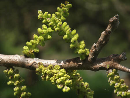 Juglans microcarpa (Little walnut)