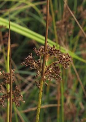 Juncus effusus ssp. pacificus (Common rush)