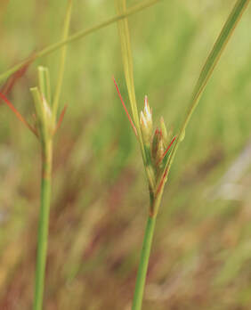 Juncus tenuis (Path rush) 