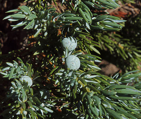 Juniperus communis var. montana