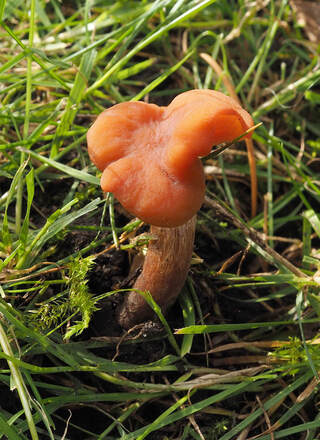 Laccaria laccata (Waxy laccaria)