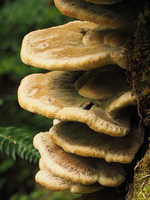 Laetiporus conifericola (Sulphur shelf)