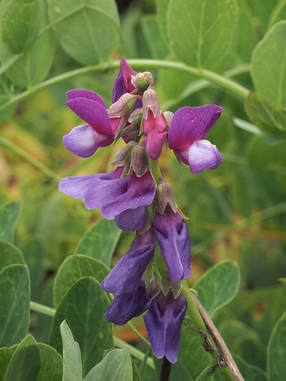 Lathyrus japonicus