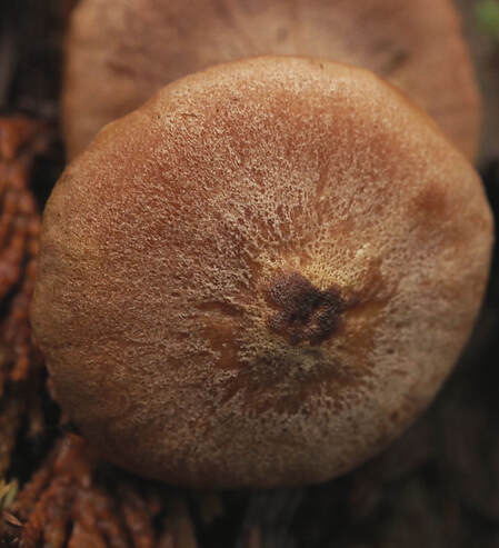 Lentinellus ursinus (Bear lentinellus)