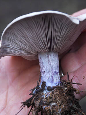 Lepista nuda (Blewit)