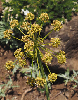 Ligusticum apiifolium, Celery-leaf wild lovage
