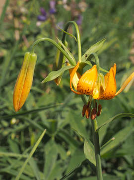 Lilium columbianum (Columbia lily)