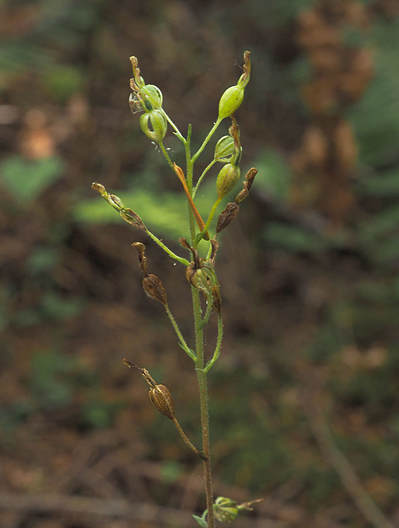Neottia banksiana