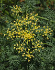 Lomatium quintuplex