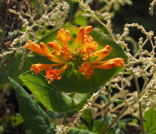 Lonicera ciliosa (Orange honeysuckle)