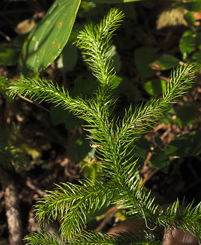 Lycopodium annotinum (Stiff clubmoss)