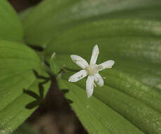 Maianthemum stellatum