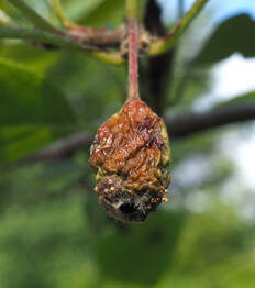 Malus fusca (Oregon crabapple) 
