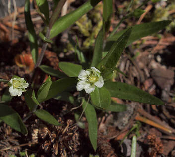 Moehringia macrophylla