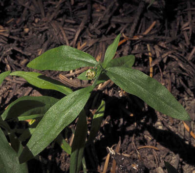 Moehringia macrophylla
