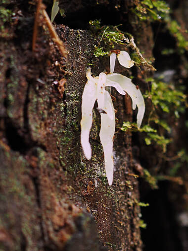 Mucronella pendula