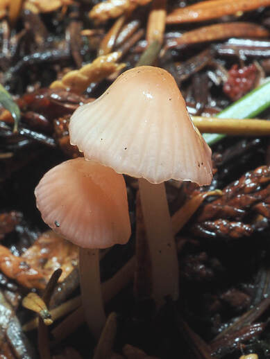 Mycena adonis