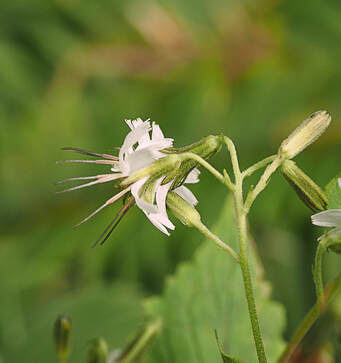 Nabalus alatus (Western rattlesnake root) 