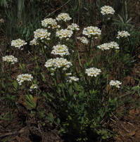 Noccea fendleri ssp. glauca