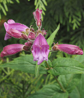 Nothochelone nemorosa (Woodland-beardtongue)