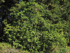 Oemleria cerasiformis (Osoberry)