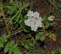Oenanthe sarmentosa