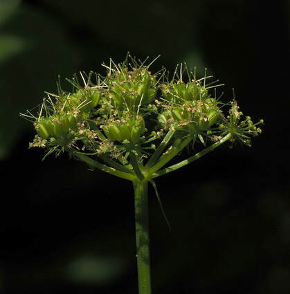 Oenanthe sarmentosa