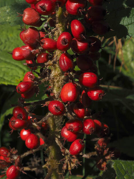 Oplopanax horridus (Devil's club)