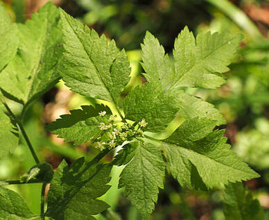 Osmorhiza berteroi